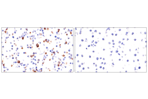undefined Image 23: NETosis Antibody Sampler Kit
