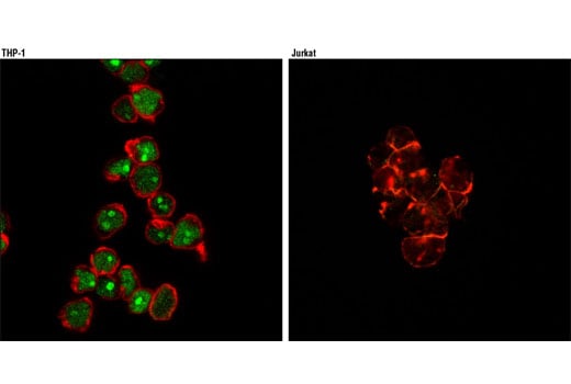 Immunofluorescence Image 1: MNDA (3C1) Rat Monoclonal Antibody