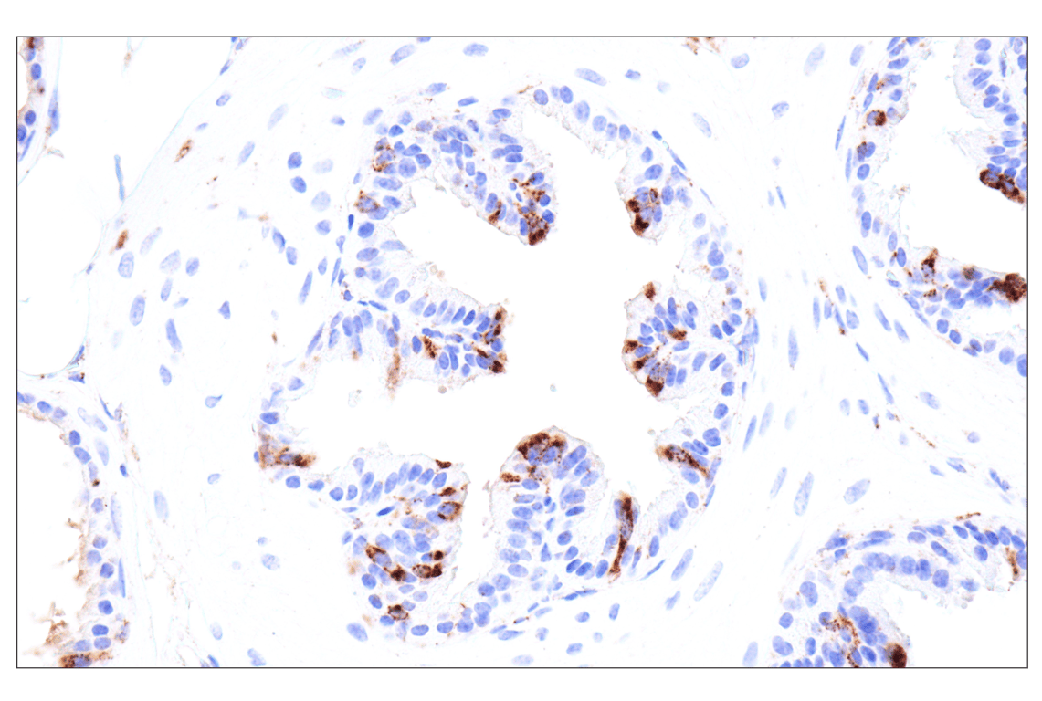Immunohistochemistry Image 8: HEXB (E9X5S) Rabbit Monoclonal Antibody (BSA and Azide Free)