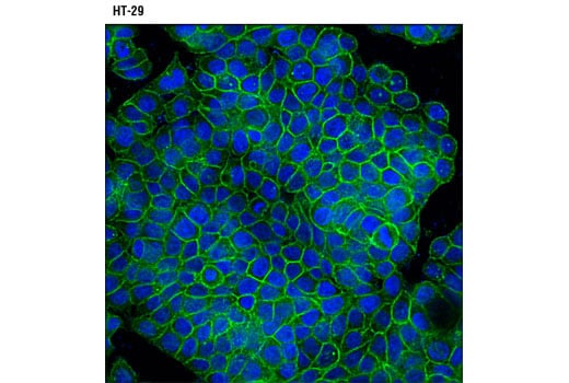 Immunofluorescence Image 1: ASCT2 (D7C12) Rabbit Monoclonal Antibody (BSA and Azide Free)