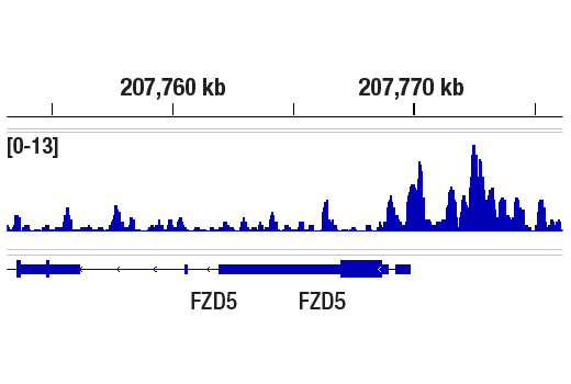 undefined Image 43: Stat Antibody Sampler Kit II