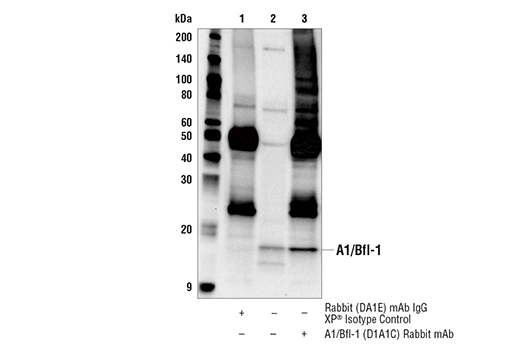 undefined Image 16: Pro-Survival Bcl-2 Family Antibody Sampler Kit II