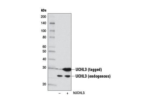 Western Blotting Image 2: UCHL3 (D25E6) Rabbit Monoclonal Antibody