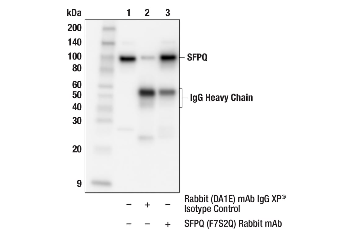 Immunoprecipitation Image 1: SFPQ (F7S2Q) Rabbit Monoclonal Antibody