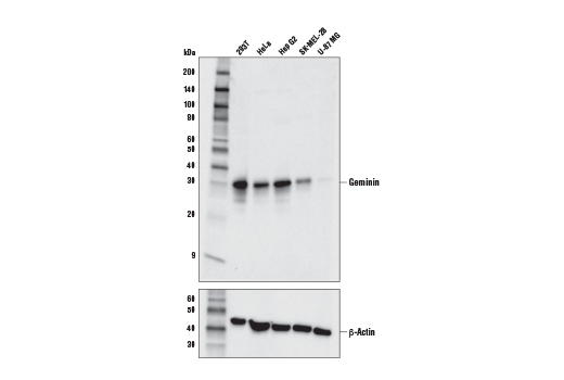 Western Blotting Image 1: Geminin (E5Q9S) XP<sup>®</sup> Rabbit mAb (BSA and Azide Free)