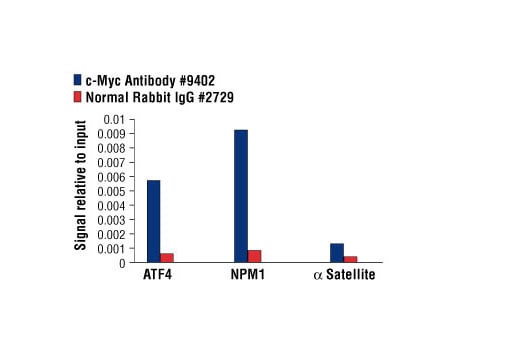 Chromatin Immunoprecipitation Image 1: c-Myc Antibody