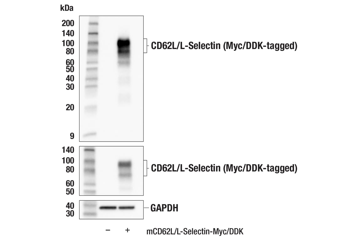 Western Blotting Image 2: CD62L/L-Selectin (E7L2M) Rabbit Monoclonal Antibody (BSA and Azide Free)