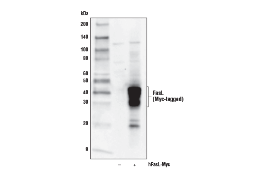 Western Blotting Image 2: FasL (D1N5E) Rabbit Monoclonal Antibody