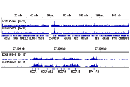 Chromatin Immunoprecipitation Image 2: EED (E4L6E) Rabbit Monoclonal Antibody