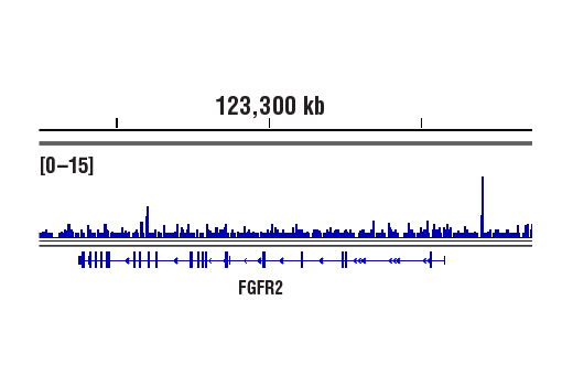CUT & RUN Image 1: GATA-6 (D61E4) Rabbit Monoclonal Antibody