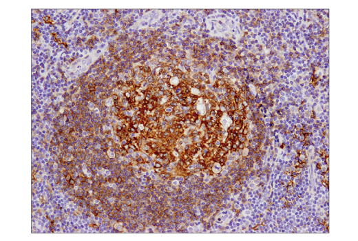 Immunohistochemistry Image 2: CD40 (D8W3N) Rabbit Monoclonal Antibody (BSA and Azide Free)