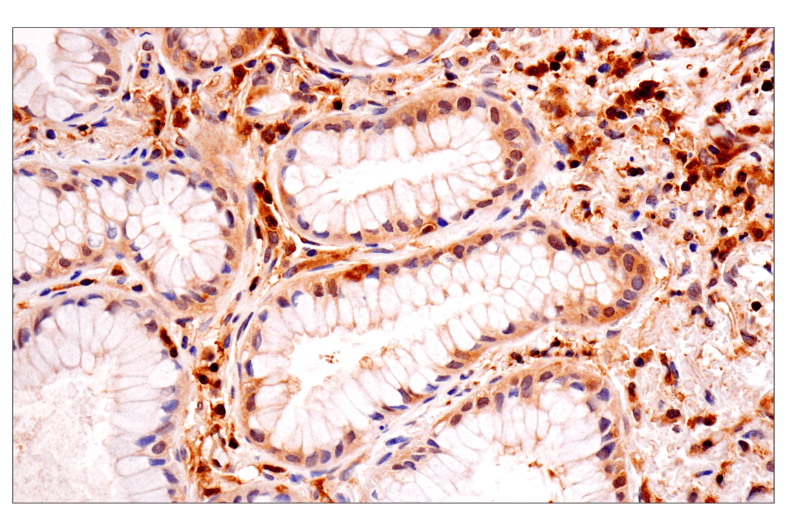 Immunohistochemistry Image 3: TRIM21 (D1O1D) Rabbit Monoclonal Antibody