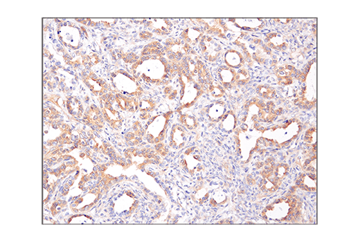 Immunohistochemistry Image 1: Phospho-AMPK alpha (Thr172) (40H9) Rabbit Monoclonal Antibody (BSA and Azide Free)