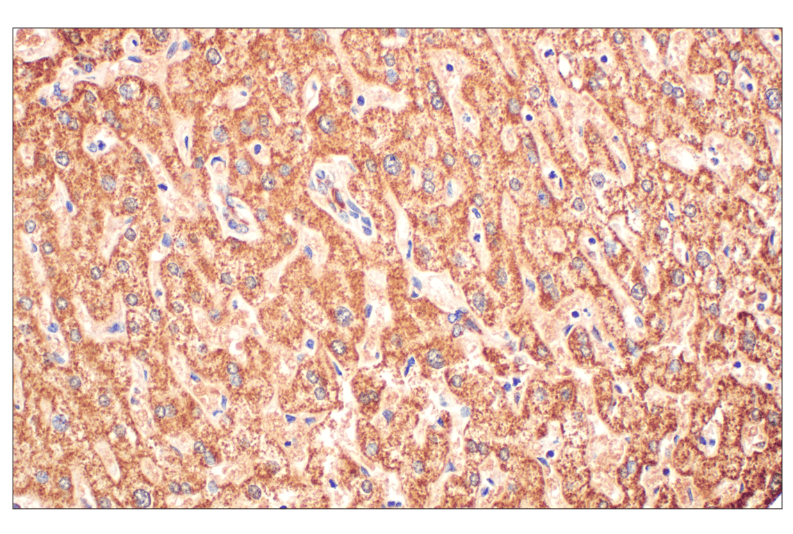 Immunohistochemistry Image 3: Fumarase (D9C5) Rabbit Monoclonal Antibody