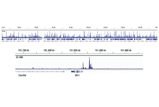 Chromatin Immunoprecipitation Image 2: Phospho-Stat1 (Tyr701) (D4A7) Rabbit Monoclonal Antibody