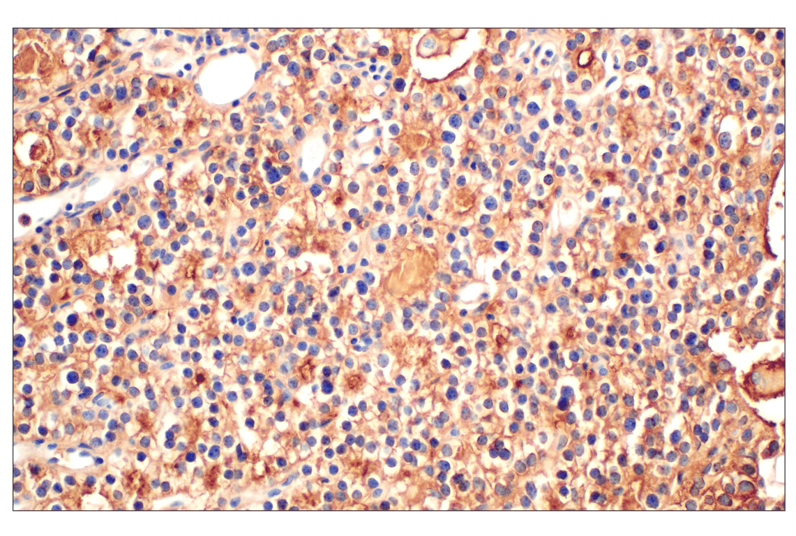 Immunohistochemistry Image 6: CHGA (F7D6H) Rabbit Monoclonal Antibody (BSA and Azide Free)