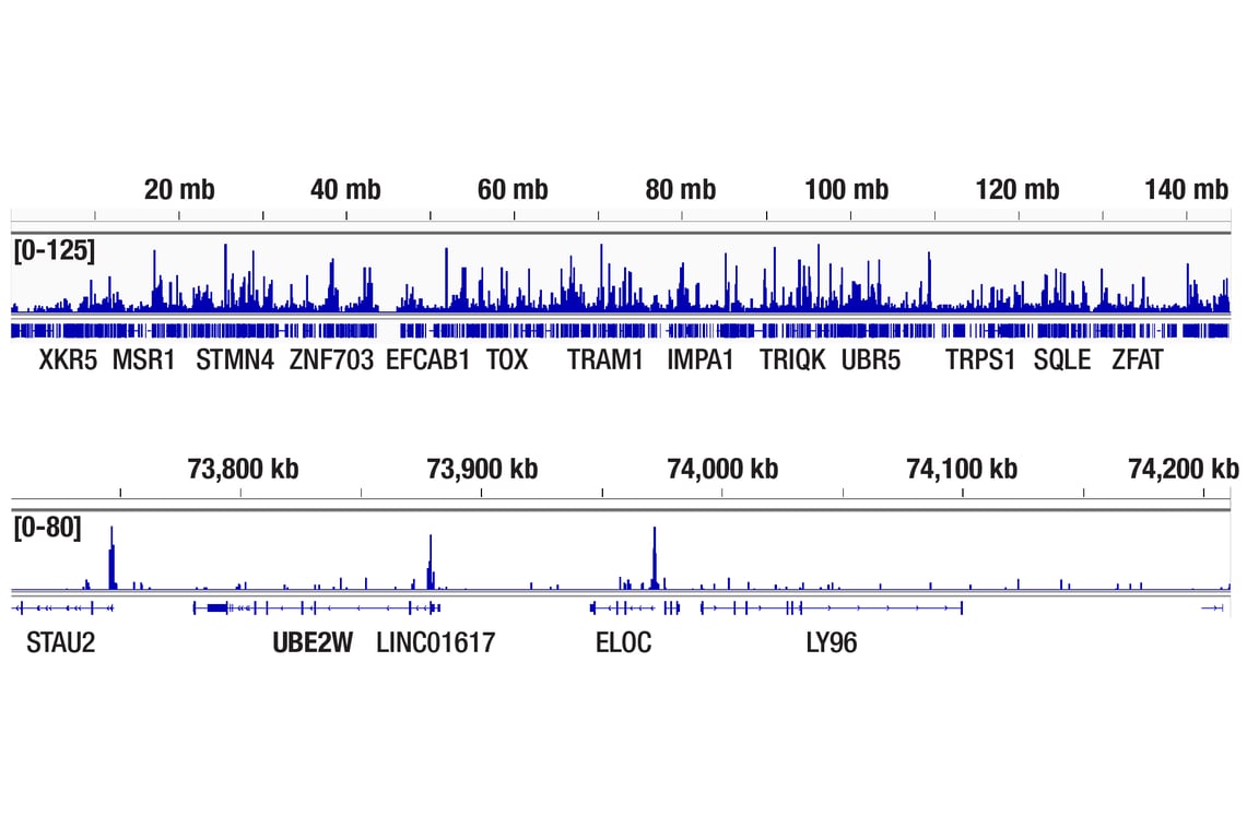 CUT & Tag Image 2: MLL1 (D2M7U) Rabbit Monoclonal Antibody (Amino-terminal Antigen)