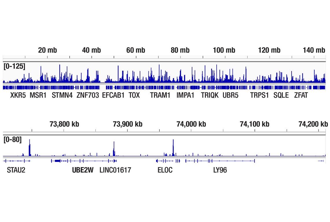 undefined Image 17: SET1/COMPASS Antibody Sampler Kit