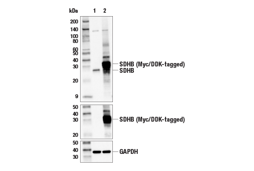 Western Blotting Image 3: SDHB (E3H9Z) Rabbit Monoclonal Antibody
