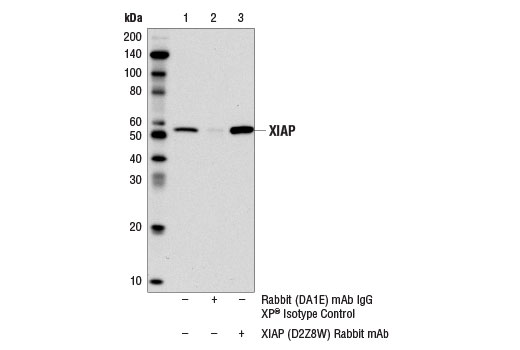 Immunoprecipitation Image 1: XIAP (D2Z8W) Rabbit Monoclonal Antibody