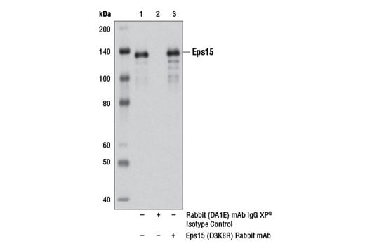 Immunoprecipitation Image 1: Eps15 (D3K8R) Rabbit Monoclonal Antibody