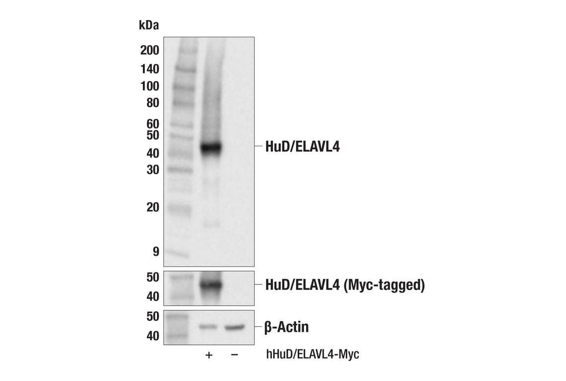 Western Blotting Image 2: HuD/ELAVL4 (F4F3X) Rabbit Monoclonal Antibody