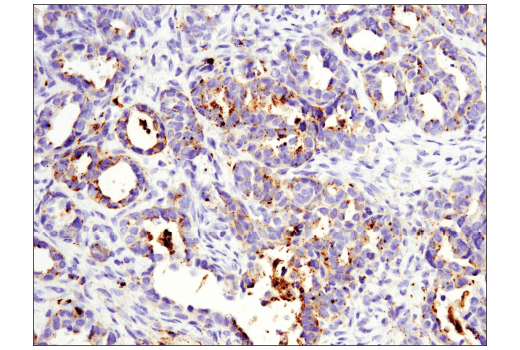 Immunohistochemistry Image 1: OX40L (D6K7R) Rabbit mAb