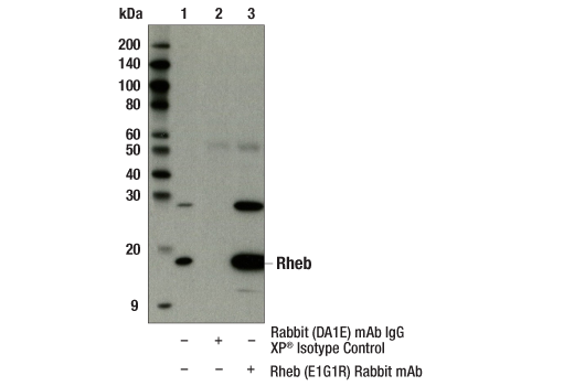 Immunoprecipitation Image 1: Rheb (E1G1R) Rabbit Monoclonal Antibody