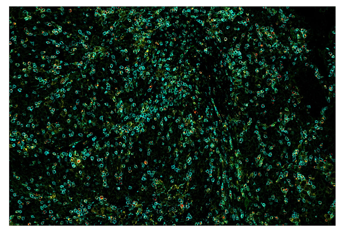 Immunohistochemistry Image 7: CD3ε (D7A6E<sup>™</sup>) & CO-0001-647 SignalStar<sup>™</sup> Oligo-Antibody Pair