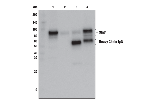 undefined Image 17: Stat Antibody Sampler Kit II