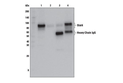 undefined Image 20: Stat Antibody Sampler Kit II
