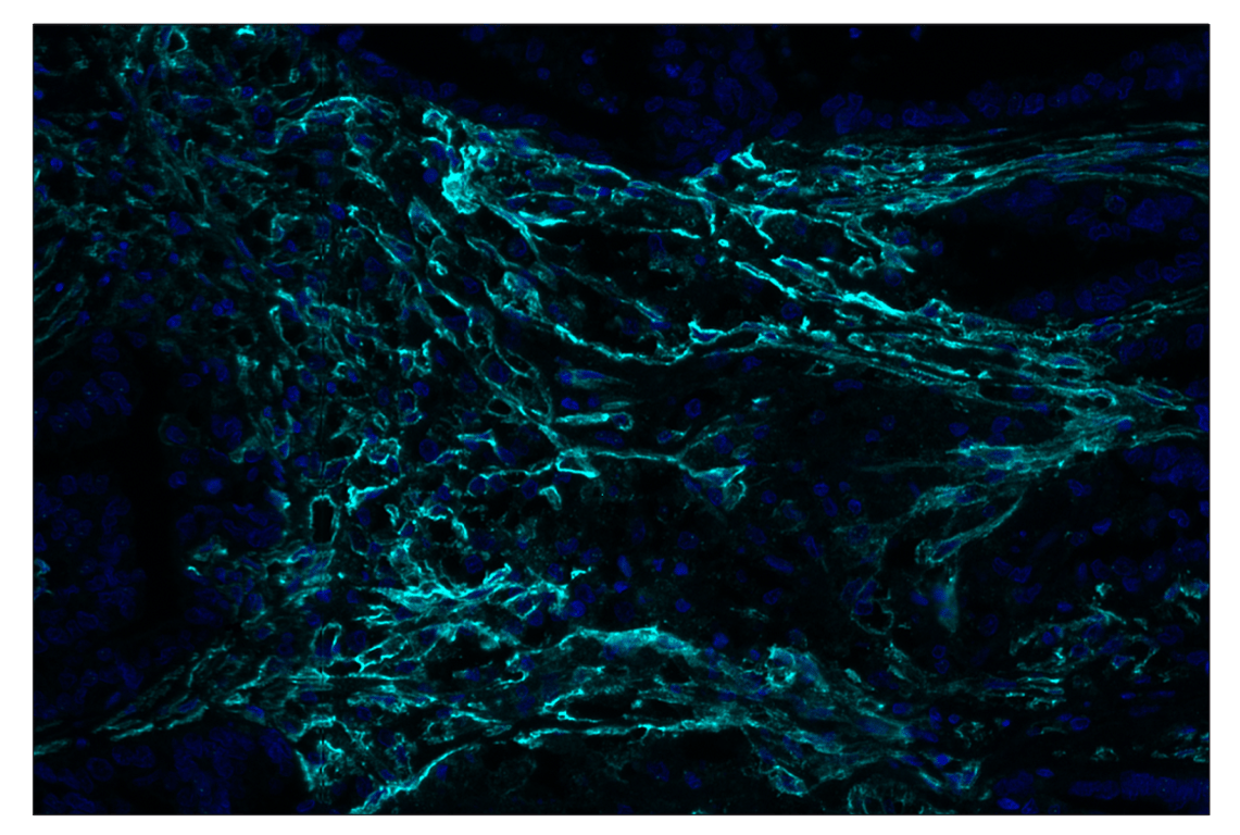 Immunohistochemistry Image 3: Podoplanin (LpMab-12) & CO-0199-594 SignalStar<sup>®</sup> Oligo-Antibody Pair