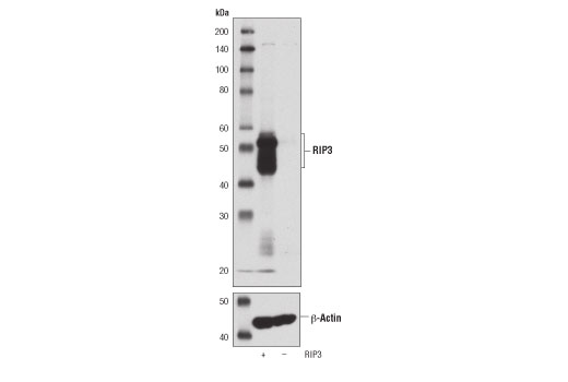 Western Blotting Image 3: RIP3 (D8J3L) Rabbit Monoclonal Antibody