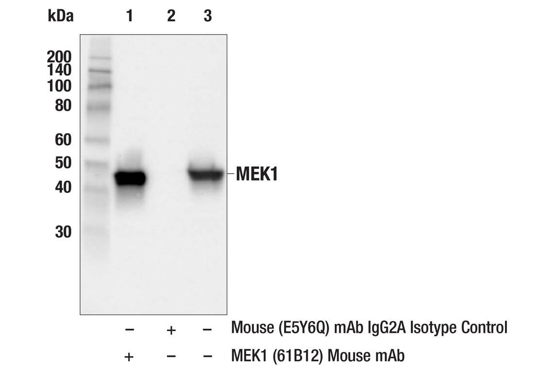 Immunoprecipitation Image 1: MEK1 (61B12) Mouse Monoclonal Antibody