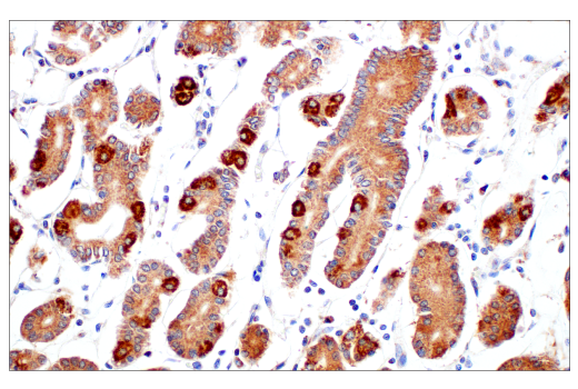 Immunohistochemistry Image 3: DHFR (E6L1H) Rabbit Monoclonal Antibody