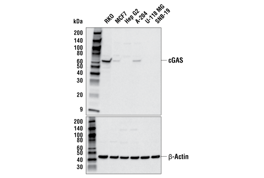 Western Blotting Image 2: cGAS (E5V3W) Rabbit Monoclonal Antibody