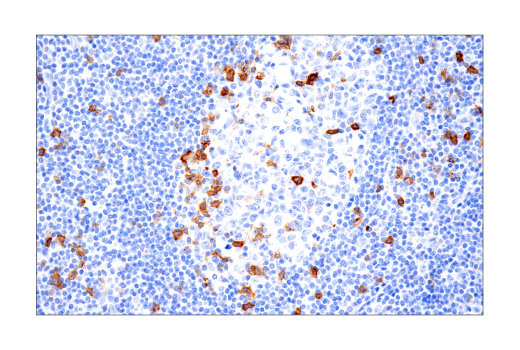 Immunohistochemistry Image 7: B3GAT1 (NK-1) Mouse Monoclonal Antibody