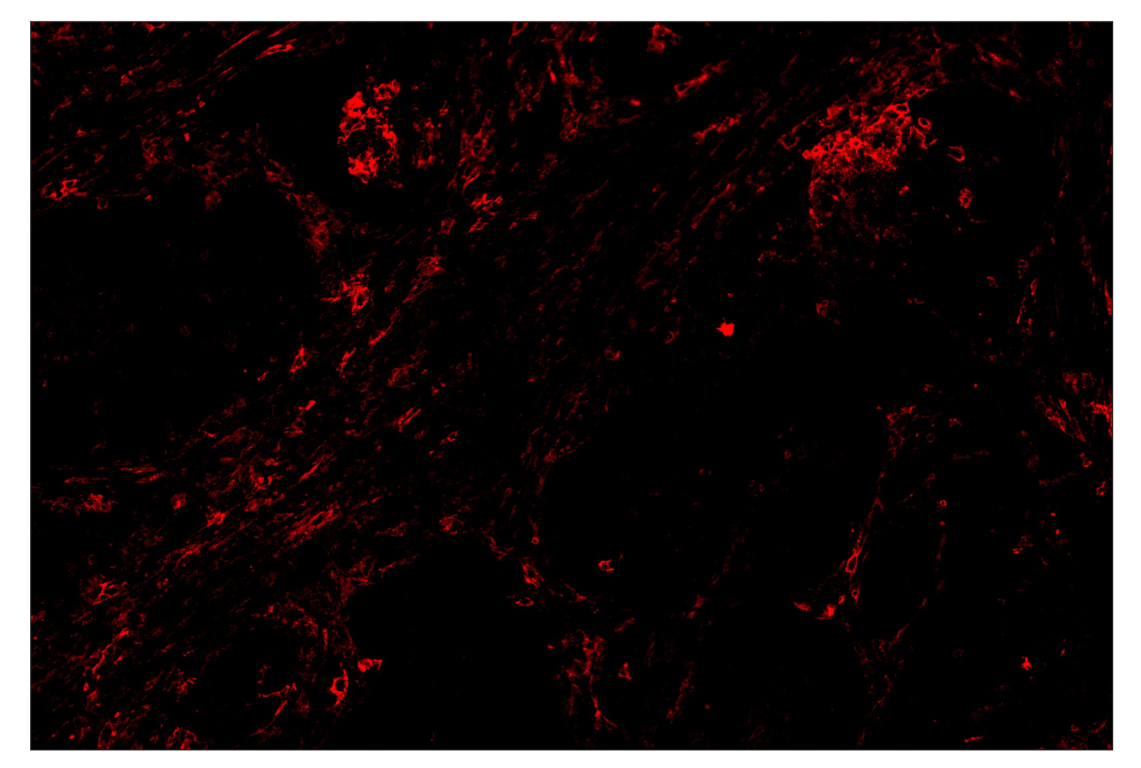 Immunohistochemistry Image 4: CD86 (E2G8P) & CO-0038-488 SignalStar<sup>™</sup> Oligo-Antibody Pair