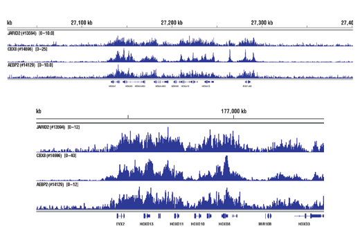 Chromatin Immunoprecipitation Image 2: CBX8 (D2O8C) Rabbit Monoclonal Antibody