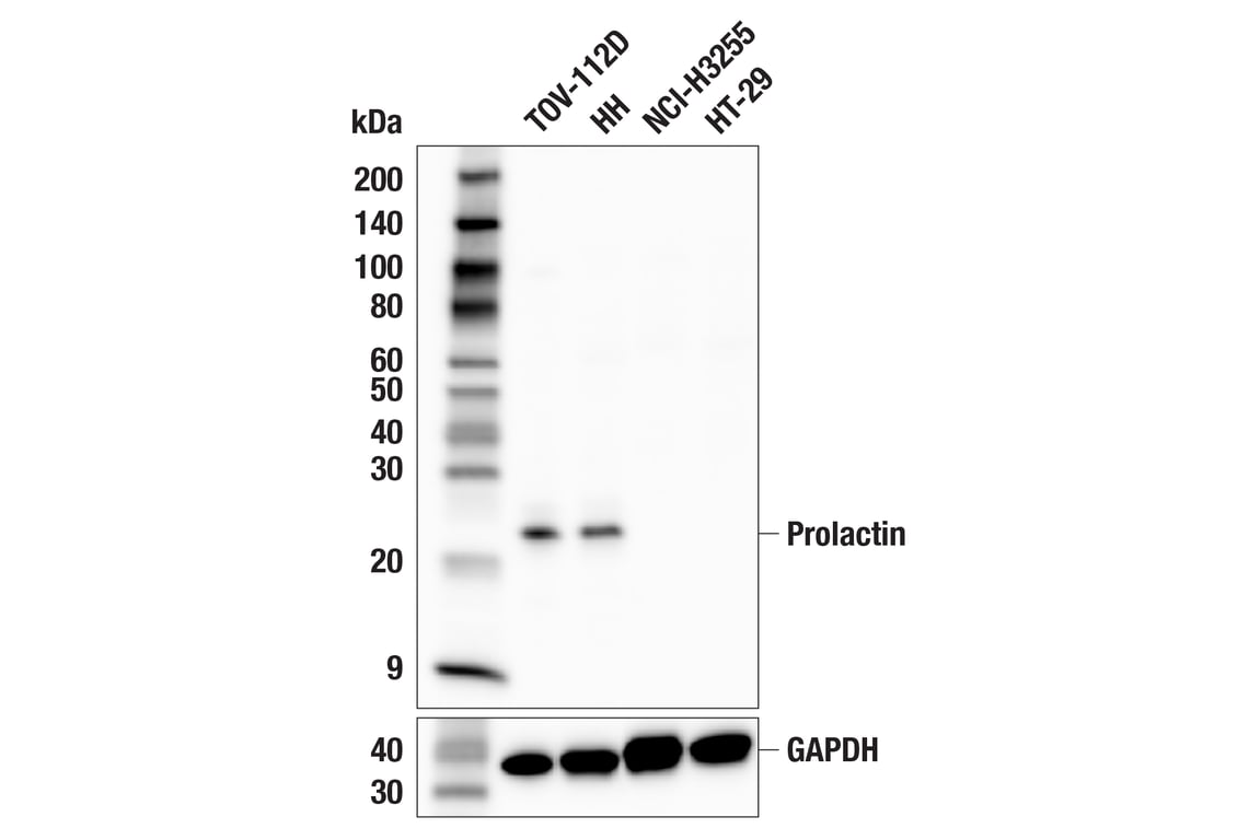 Western Blotting Image 2: Prolactin (F1H6N) Rabbit Monoclonal Antibody