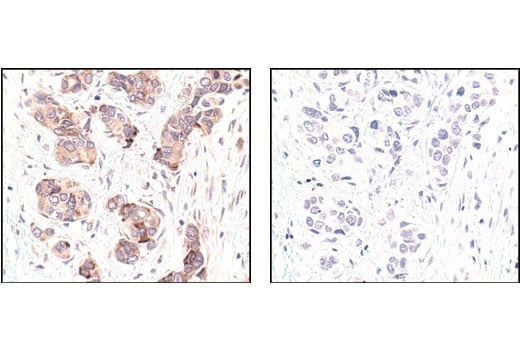 Immunohistochemistry Image 1: G-beta-L Antibody