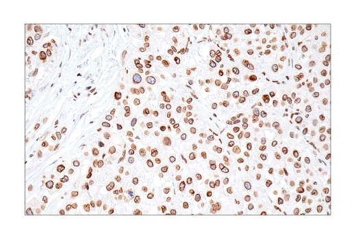 Immunohistochemistry Image 6: Lamin B1 (E6M5T) Rabbit Monoclonal Antibody