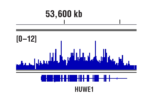 CUT & RUN Image 1: DNMT3A (D2H4B) Rabbit Monoclonal Antibody