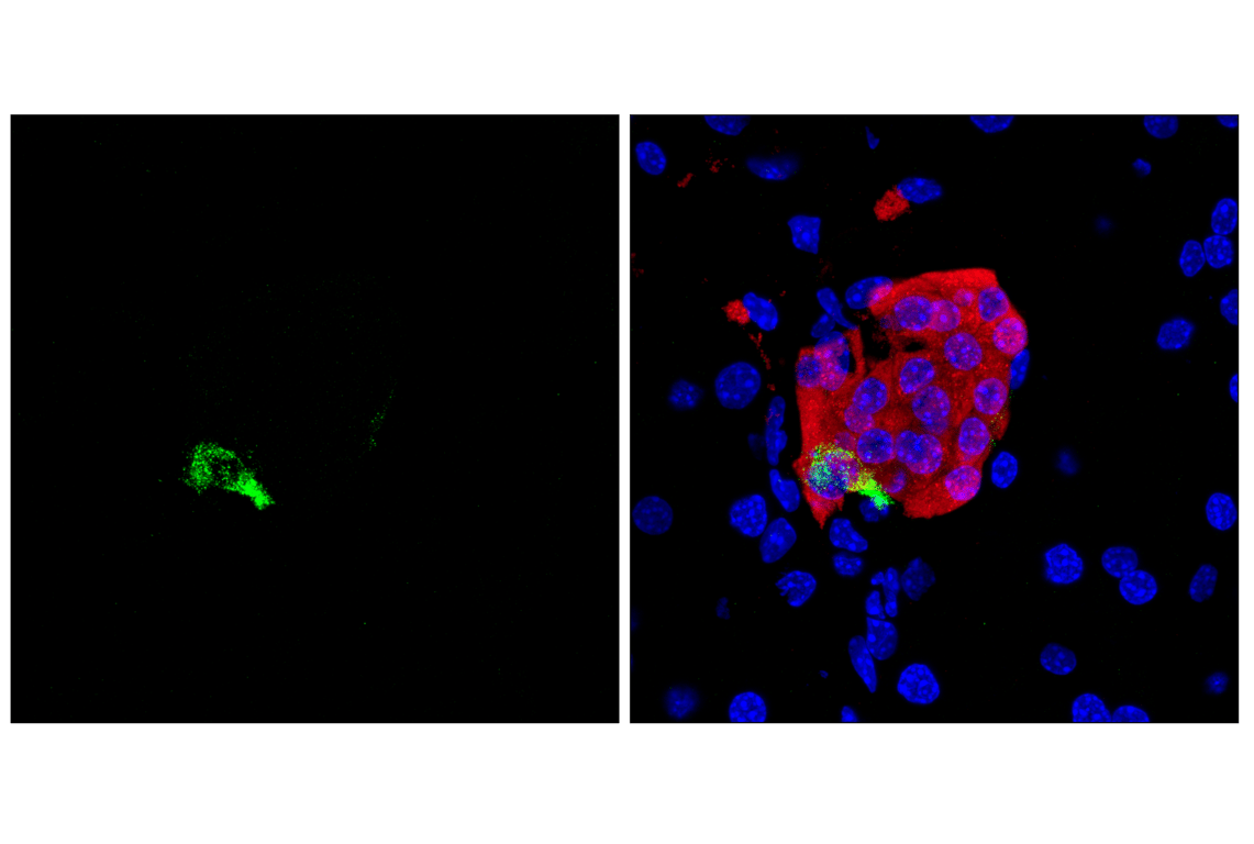 Immunofluorescence Image 1: Pancreatic polypeptide (F8J4Y) Rabbit Monoclonal Antibody