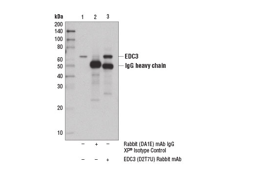 Immunoprecipitation Image 1: EDC3 (D2T7U) Rabbit Monoclonal Antibody