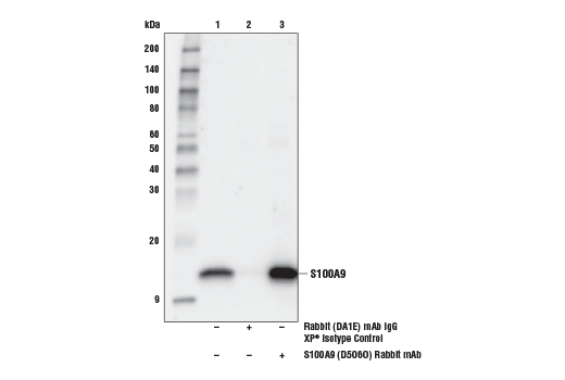 Immunoprecipitation Image 1: S100A9 (D5O6O) Rabbit Monoclonal Antibody
