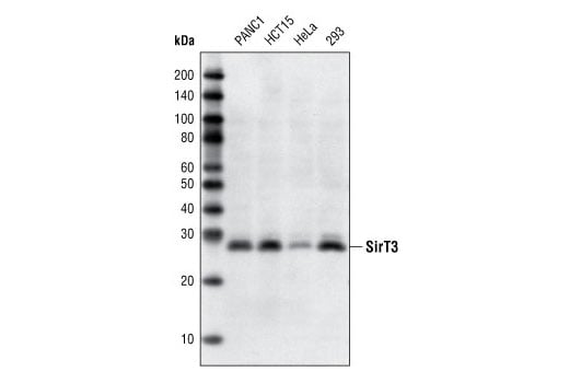 Western Blotting Image 2: SirT3 (C73E3) Rabbit Monoclonal Antibody