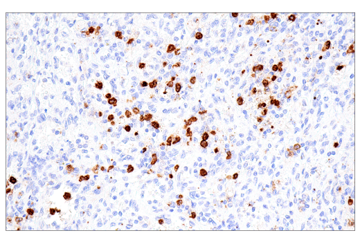 Immunohistochemistry Image 1: CD15/SSEA1 (MMA) Mouse mAb