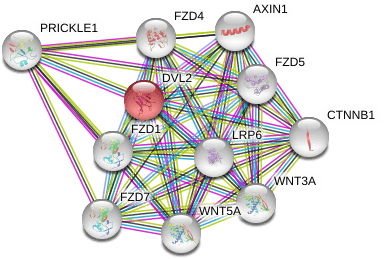 Dvl2 30d2 Rabbit Mab Cell Signaling Technology