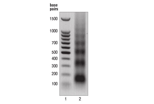  Image 1: Micrococcal Nuclease